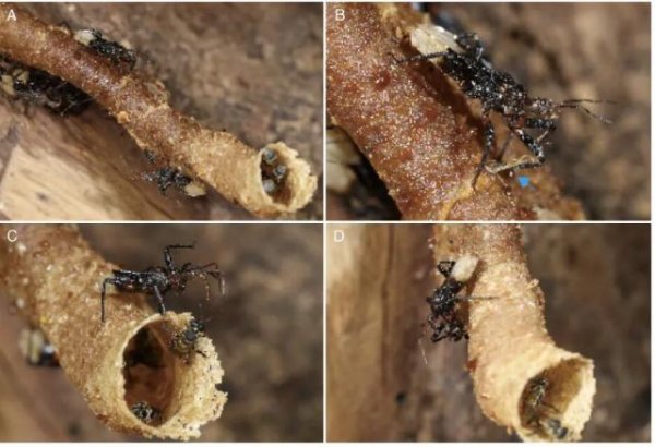 天成配资 比武侠小说更绝！科学家揭示猎蝽如何破解蜜蜂防御系统